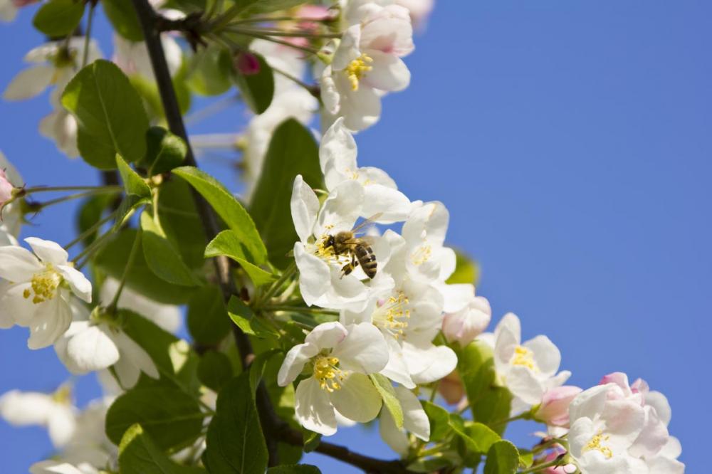 Blüten-Biene